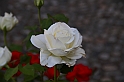 Festa delle rose_36